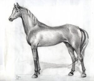 Model of Arab-horse - graphit on paper - 1987 - M.Wandawi